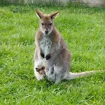 Zillerlehen Niedernsill