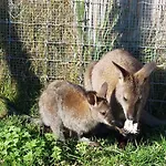 Zillerlehen *