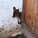 Zillerlehen Apartament