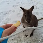 Zillerlehen Apartament