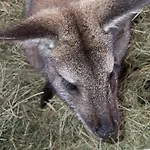 Apartament Zillerlehen