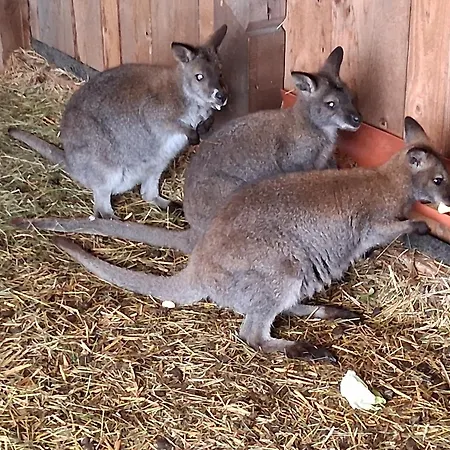 Zillerlehen شقة نيدرمسيل