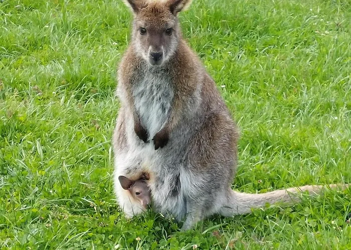 Zillerlehen نيدرمسيل