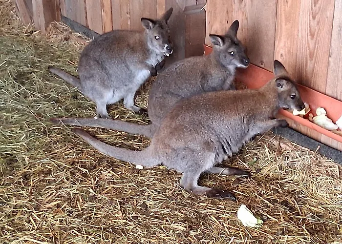Zillerlehen Appartement Niedernsill