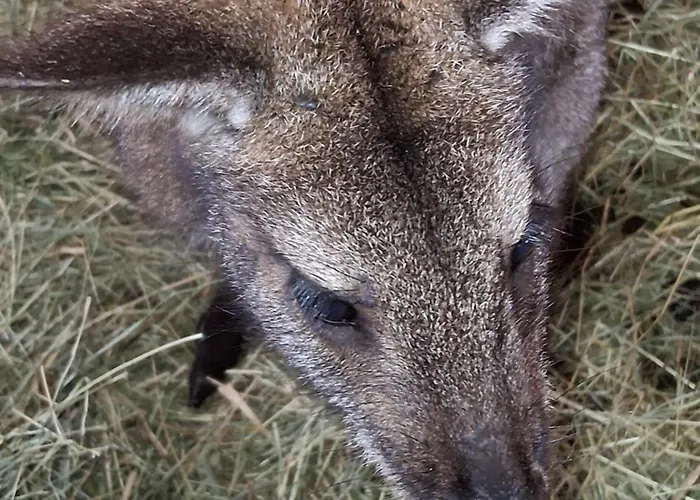 Appartement Zillerlehen